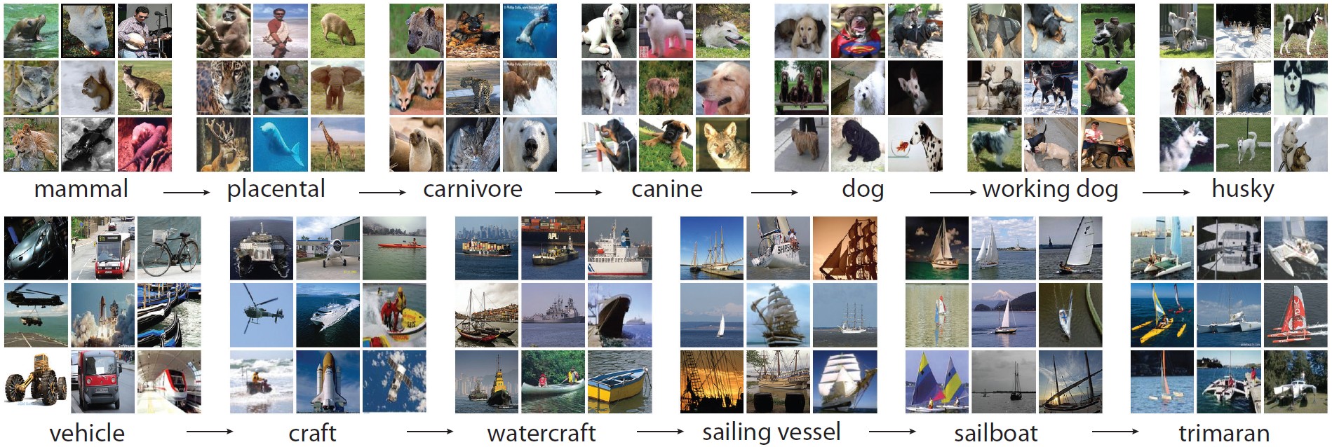 الشكل 1: لقطة لشجرتين فرعييتين من شبكة الصور من الجذر إلى الأوراق: الصف العلوي من الشجرة الفرعية للثدييات، والصف السفلي من الشجرة الفرعية للمركبات. تعرض 9 صور مختارة عشوائياً لكل مجموعة مرادفات.